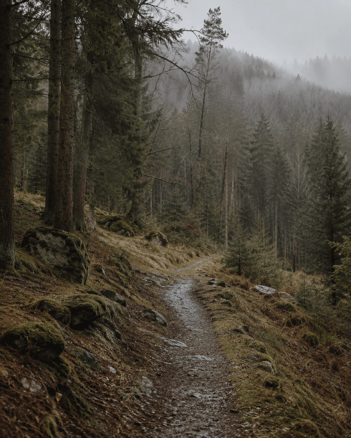 Ein ruhiger Waldweg als Raum für achtsames Gehen und Wahrnehmung.